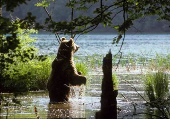 Plitvice orso