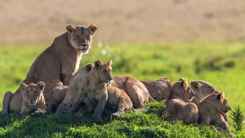 Kenya safari a Milano