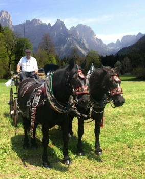 Val Canali carrozza e cavalli