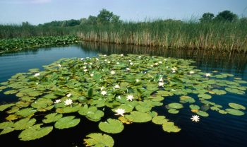 parco delta del po, ninfee