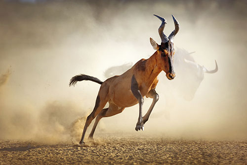 Africa deserto Kalahari