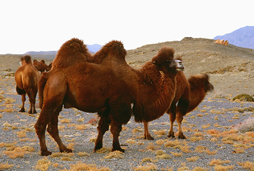 Africa Cina deserto Taklamakan