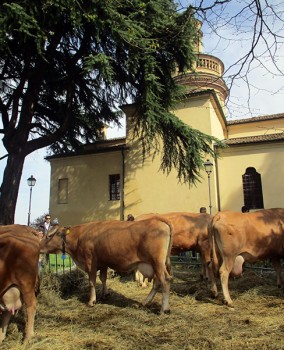 Cavriago vacche rosse