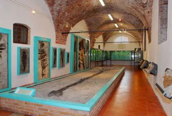 Museo dei fossili