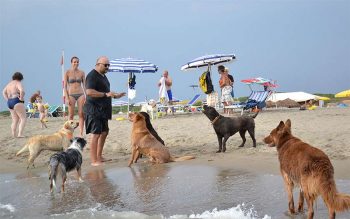 Baubeach educazione dei cani