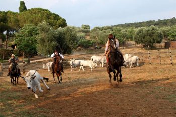 Maremma Butteri-maremmani