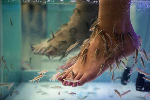 pelle Singapore-asia-fish-pedicure