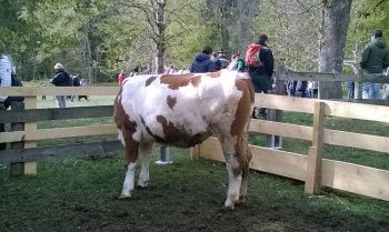 Primavera Val-Canali-mucca