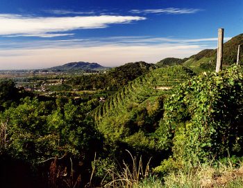 Marca territorio-prosecco-trevigiano