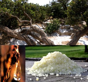 Chios Mastika-dalla-pianta-alla-lavorazione