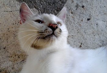 Agios Stèfanos Gatto