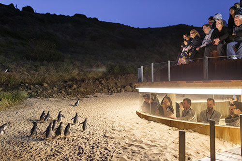 Victoria Phillip-Island-Nature-Park