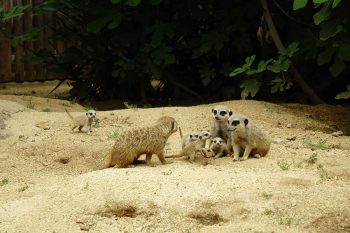 Zoom, il bioparco in festa per le nascite di 8 nuovi cuccioli 1 Zoom