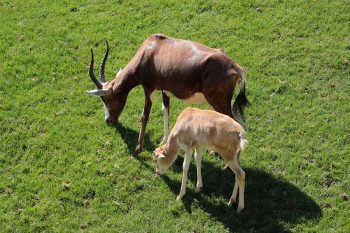 Zoom, il bioparco in festa per le nascite di 8 nuovi cuccioli 3 Antilopi Blesbok
