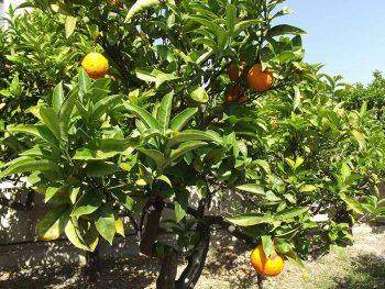 Trebisacce, Calabria da scoprire. Otium pater vitiorum est! 3 Arance biondo tardivo
