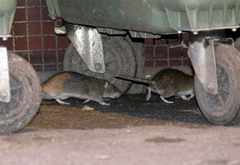 doppietta topi-a-roma