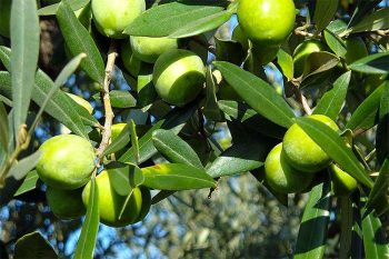 Olio Emisfero-sud-olive