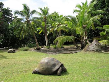 Praslin Seychelles-Curieuse-tartarughe