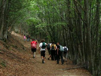 Appennino parco-foreste-casentinesi