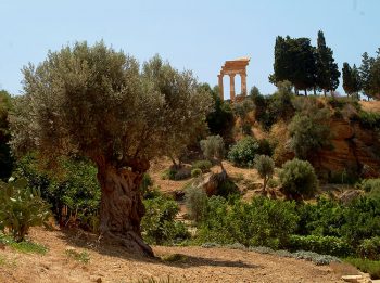 Kolymbetra giardino-della-kolymbetra-agrigento-valle-templi