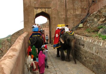 India india-amber-fort-elefanti