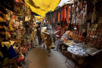 Varanasi india-varanasi-negozi-vacche