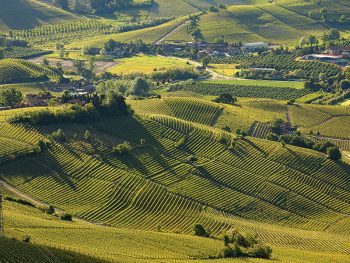 Tartufo Bianco langhe-roero-monferrato-paesaggio