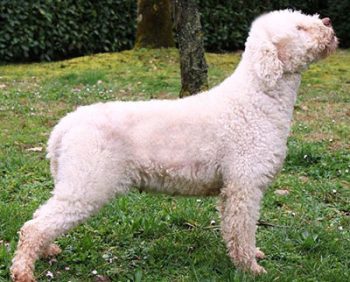 Trifola lagotto-cane-da-tartufo-romagnolo