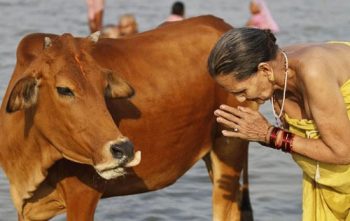 vacche-sacre-india