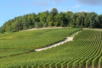 Champagne aube-vigneti-nella-cote-des-bar