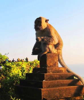 Bali bali-scimmia-al-tempio-di-ulu-watu