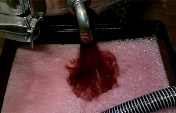 San Martino mosto-diventa-vino