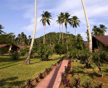 Isole sao-tome-vegetazione