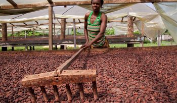 Sao Tomè sao-tome-cacao