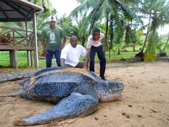 Isole sao-tome-e-principe-tartaruga-gigante