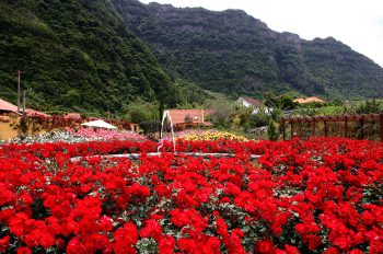 Madeira Un-roseto-di-Madeira