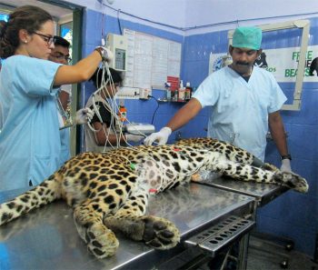 Agra India cosa vedere: Animali Sala-operatoria-Wildlife-Sos-Bera-Rescue-Centre