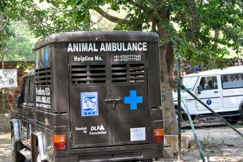 Agra India cosa vedere - Animali Wildlife -sos-Sloth-Bear-Rescue--Centre-foto-Anna-Maria-De-Luca