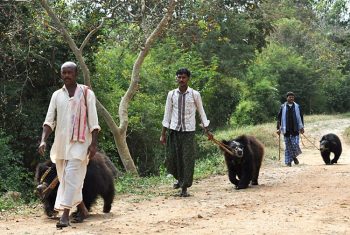 Animali a passeggio nel centro Wildlife Sos Bear Rescue Centre