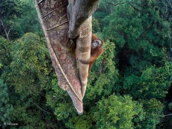 Wildlife Photographer of-the-Year_®-Tim-Laman-Grand-Title-winner