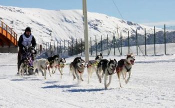 Abruzzo- sled-dog
