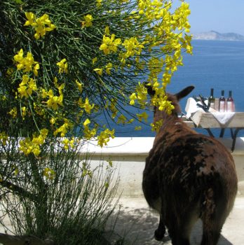 Ponza, l’isola che c’è!