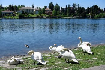 Sesto Calende Cigni-lungo-il-fiume-Ticino-a