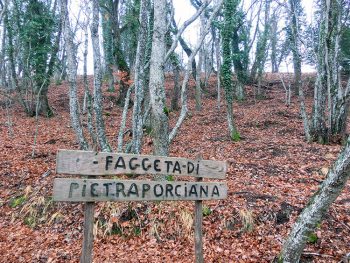 Val di Chiana Faggeta-di-Pietraporciana