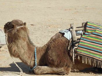 Datteri Tozeur-cammello-in-attesa-di-turisti
