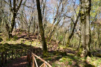 Val di Chiana percorso-nel-bosco