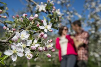 Primavera Lana_fioritura