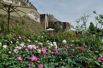 Primavera Lonato_Fiori-nella-Rocca