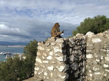 Gibilterra Rocca-Gibilterra-Macaco