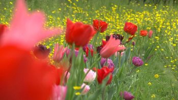 Primavera villa-Pisani-Vescovana-Tulipani